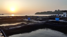 Tiberias Harvest Pte Ltd