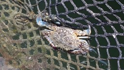 Tiberias Harvest Pte Ltd