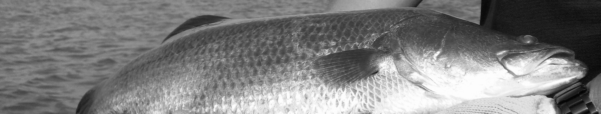 Fresh Fish · Direct from Sea Farm to Kitchen · Tiberias Harvest