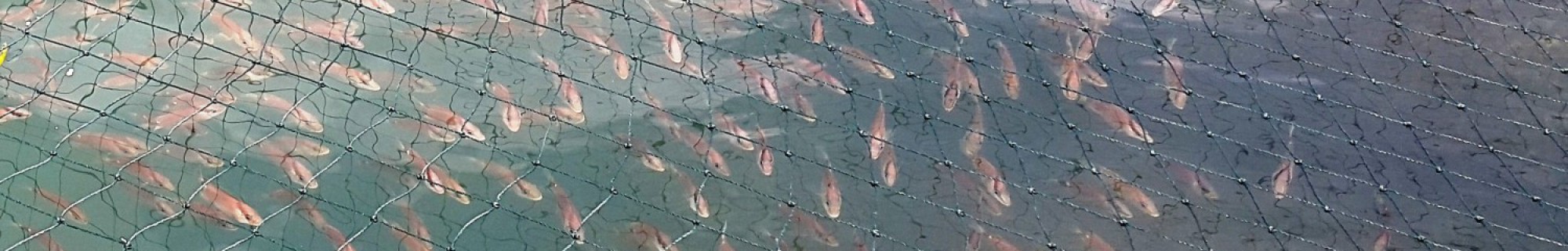 Fresh Fish · Direct from Sea Farm to Kitchen · Tiberias Harvest