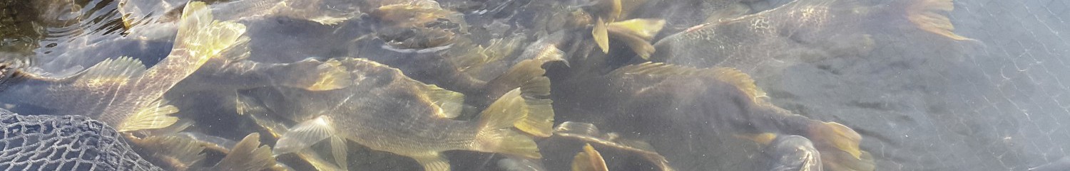 Fresh Fish · Direct from Sea Farm to Kitchen · Tiberias Harvest