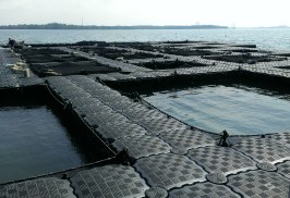 Tiberias Harvest Pte Ltd