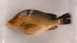 The Sampan Catch sampancatch.com